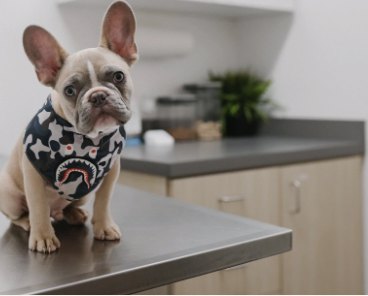 At the vet