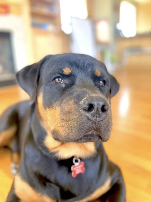 Sami