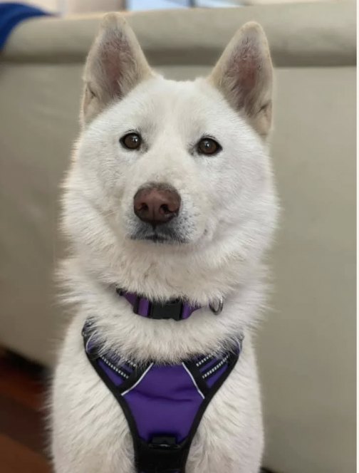 Mochi