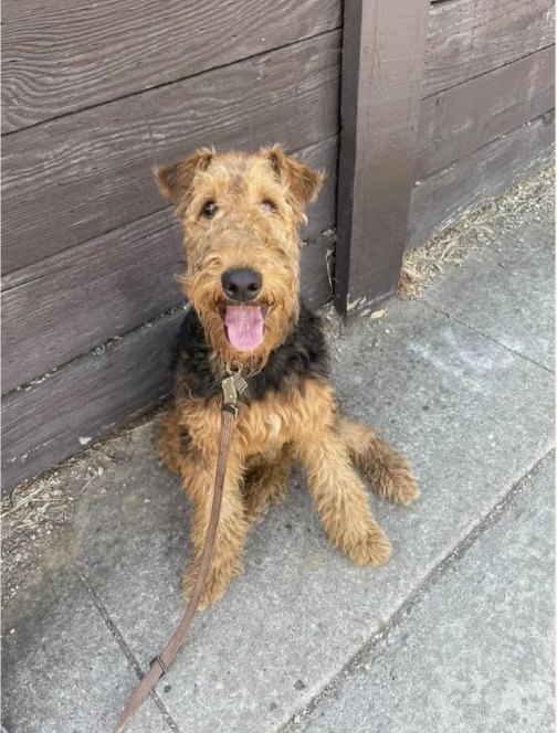 Reggie: Vivian did a great job taking care of Reggie. She updated us daily with pictures and sent notes that helped to ease our anxiety. It was our first time vacationing without our dog. We returned to a happy puppy. Thanks, Vivian!