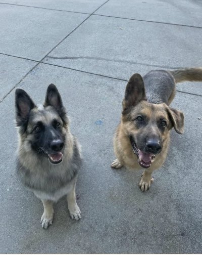 Leya and Stark