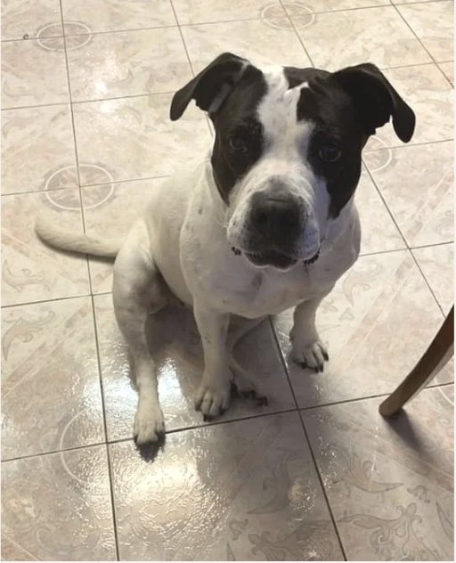 Moxie: Vivian and her lovely family took great care of our old dog. She sent lots of photos and always responded quickly. We hope to have Moxie stay with Vivian again!