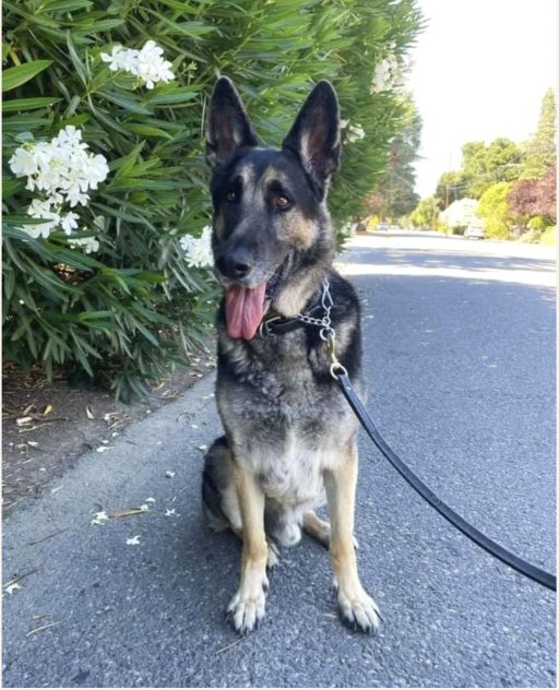 Axel