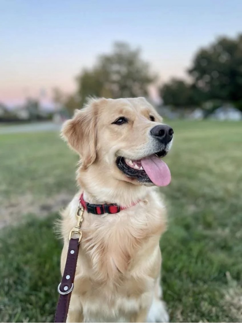 Madi