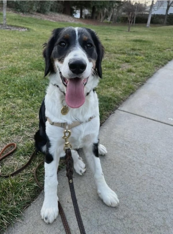 Stella